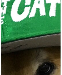 むぎ(猫)ちゃん | キャップ