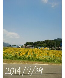 向日葵畑　ｂｙ：職場の行事(その他)