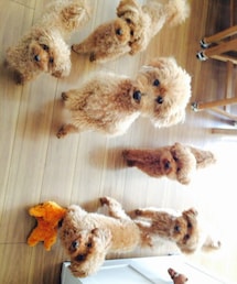 わんこ | 福袋/福箱