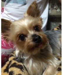 cocoさん | ヨークシャテリア 6歳 メス 2.3キロのミクロちゃん(その他)