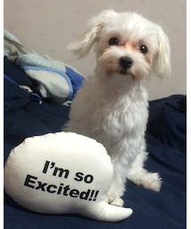 ふうちゃん🐶 | その他