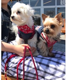 foundmyanimal | レッドとカーキ持ってます🐶(ペットウェア)