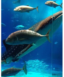 ジンベエさん | その他