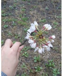 拾った桜 | その他