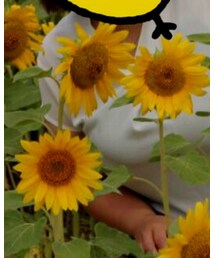 H&M | キャミソール