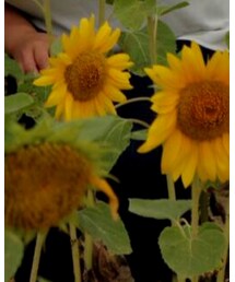 UNIQLO | デニムパンツ