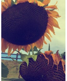 ひまわり💓 | その他