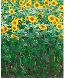 RALPH LAUREN | シャツ/ブラウス