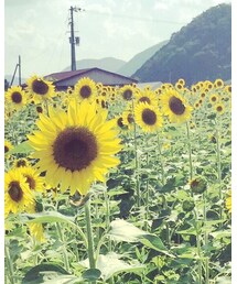 向日葵畑 | その他