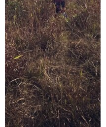 Onzie | レギンス/スパッツ