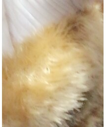 KBF | チューブトップ