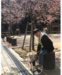 マシュマロ🐶と桜〜🌸 | その他