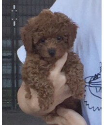 ロビン♂ | トイプードル 2.5ヶ月(その他)