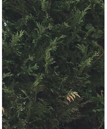 petit main | ヘアバンド