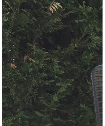 UNIQLO | ライダースジャケット