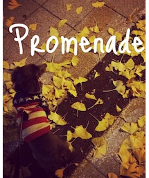 kochi🐾 | その他