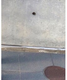 靴下屋 | ソックス/靴下