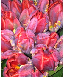 チューリップ🌷 | その他