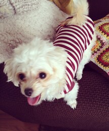 ファミリー | 癒し(福袋/福箱)