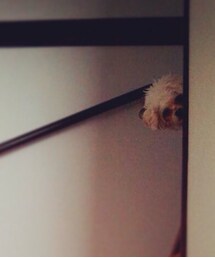 チラリズム | チラリズム(その他)