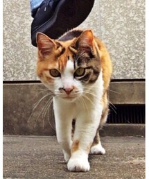 猫ちゃん | その他