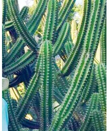 EUGENIA KIM | サンバイザー