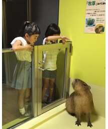 カピバラさん | その他