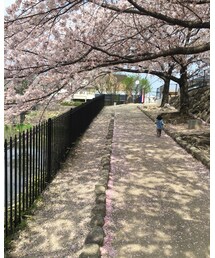 桜の花道 | (その他)