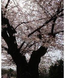 昨日撮影した桜(笑) | その他