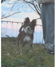 チワワ | その他