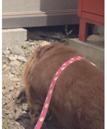 最近ポッチャリなチョムリバス君【犬】 | その他