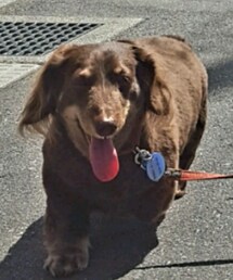 ミニチュアダックスフント | その他