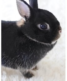 ドワドワ | その他