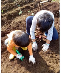 ☆お芋掘りに夢中☆ | その他