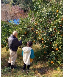 じじばばとミカン狩り🍊 | その他
