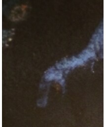 FOREVER 21 | Tシャツ/カットソー