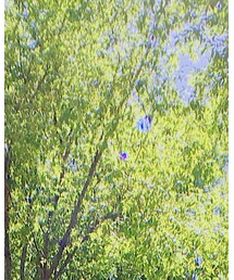 鹿人出品 | シャツ/ブラウス