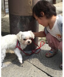 ご近所のワンちゃん | その他