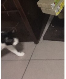 cat | その他