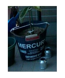 びわ | その他雑貨