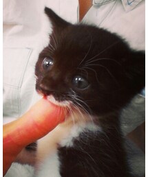 子猫のポピー | その他