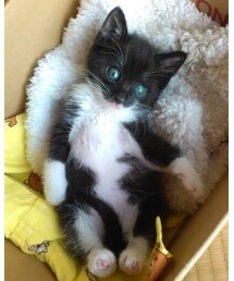 今日のポピー | その他