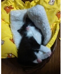 今日のポピー | その他