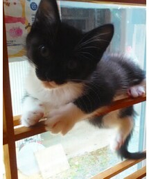 今日のポピー | その他