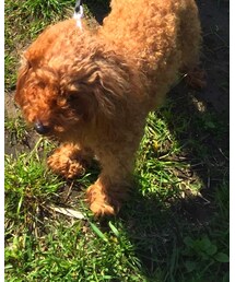 犬しょうゆくん | その他