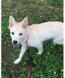 我が家の姫🐕💗💗 | その他