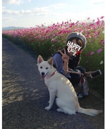 姫と秋桜🐕💕💕 | その他