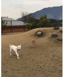 お友達🐶とるりさん🐕 | その他