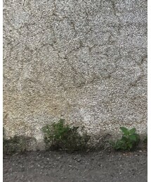 goopimade | チノパンツ