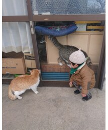 猫に大興奮（笑） | その他